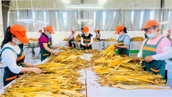 烟叶分级灯箱：提高烟叶分级效率和准确性的关键工具