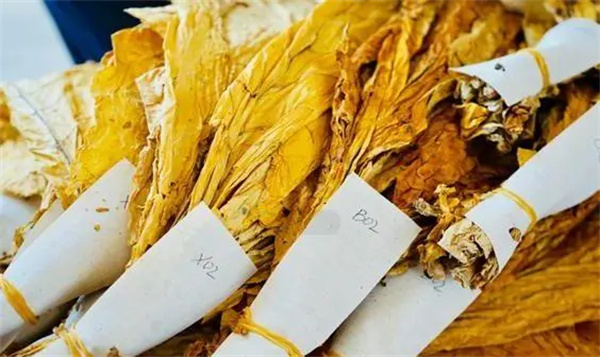 烟叶分级灯箱：提高烟叶分级效率和准确性的关键工具2